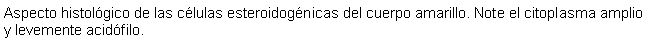 Cuadro de texto: Aspecto histolgico de las clulas esteroidognicas del cuerpo amarillo. Note el citoplasma amplio y levemente acidfilo.