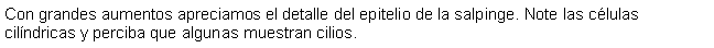 Cuadro de texto: Con grandes aumentos apreciamos el detalle del epitelio de la salpinge. Note las clulas cilndricas y perciba que algunas muestran cilios.