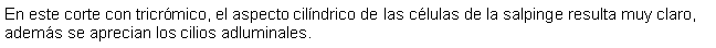 Cuadro de texto: En este corte con tricrmico, el aspecto cilndrico de las clulas de la salpinge resulta muy claro, adems se aprecian los cilios adluminales.