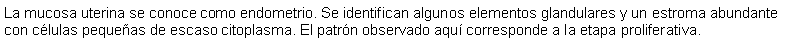 Cuadro de texto: La mucosa uterina se conoce como endometrio. Se identifican algunos elementos glandulares y un estroma abundante con clulas pequeas de escaso citoplasma. El patrn observado aqu corresponde a la etapa proliferativa.