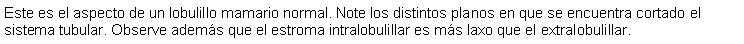 Cuadro de texto: Este es el aspecto de un lobulillo mamario normal. Note los distintos planos en que se encuentra cortado el sistema tubular. Observe adems que el estroma intralobulillar es ms laxo que el extralobulillar.