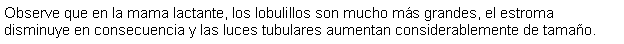 Cuadro de texto: Observe que en la mama lactante, los lobulillos son mucho ms grandes, el estroma disminuye en consecuencia y las luces tubulares aumentan considerablemente de tamao.