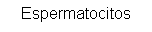 Cuadro de texto: Espermatocitos