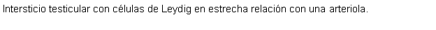 Cuadro de texto: Intersticio testicular con clulas de Leydig en estrecha relacin con una arteriola.  