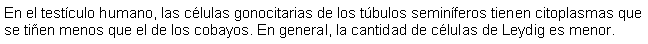 Cuadro de texto: En el testculo humano, las clulas gonocitarias de los tbulos seminferos tienen citoplasmas que se tien menos que el de los cobayos. En general, la cantidad de clulas de Leydig es menor.