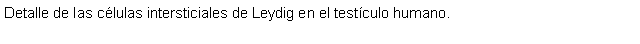 Cuadro de texto: Detalle de las clulas intersticiales de Leydig en el testculo humano.
