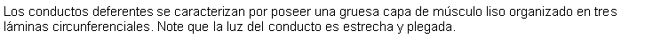 Cuadro de texto: Los conductos deferentes se caracterizan por poseer una gruesa capa de msculo liso organizado en tres lminas circunferenciales. Note que la luz del conducto es estrecha y plegada.