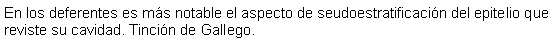 Cuadro de texto: En los deferentes es ms notable el aspecto de seudoestratificacin del epitelio que reviste su cavidad. Tincin de Gallego.