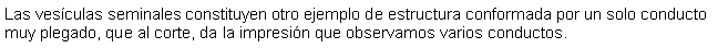 Cuadro de texto: Las vesículas seminales constituyen otro ejemplo de estructura conformada por un solo conducto muy plegado, que al corte, da la impresión que observamos varios conductos.
