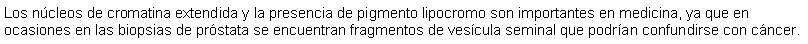 Cuadro de texto: Los ncleos de cromatina extendida y la presencia de pigmento lipocromo son importantes en medicina, ya que en ocasiones en las biopsias de prstata se encuentran fragmentos de vescula seminal que podran confundirse con cncer.