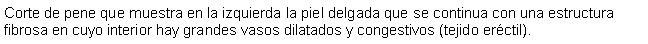 Cuadro de texto: Corte de pene que muestra en la izquierda la piel delgada que se continua con una estructura fibrosa en cuyo interior hay grandes vasos dilatados y congestivos (tejido erctil).