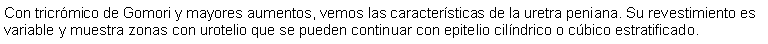 Cuadro de texto: Con tricrmico de Gomori y mayores aumentos, vemos las caractersticas de la uretra peniana. Su revestimiento es variable y muestra zonas con urotelio que se pueden continuar con epitelio cilndrico o cbico estratificado.