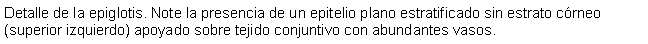 Cuadro de texto: Detalle de la epiglotis. Note la presencia de un epitelio plano estratificado sin estrato crneo (superior izquierdo) apoyado sobre tejido conjuntivo con abundantes vasos. 