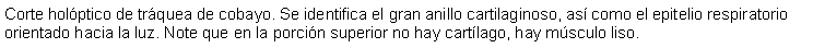 Cuadro de texto: Corte holptico de trquea de cobayo. Se identifica el gran anillo cartilaginoso, as como el epitelio respiratorio orientado hacia la luz. Note que en la porcin superior no hay cartlago, hay msculo liso.