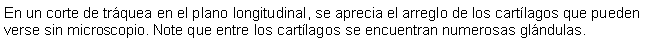 Cuadro de texto: En un corte de trquea en el plano longitudinal, se aprecia el arreglo de los cartlagos que pueden verse sin microscopio. Note que entre los cartlagos se encuentran numerosas glndulas.