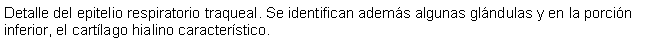 Cuadro de texto: Detalle del epitelio respiratorio traqueal. Se identifican adems algunas glndulas y en la porcin inferior, el cartlago hialino caracterstico.