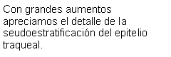 Cuadro de texto: Con grandes aumentos apreciamos el detalle de la seudoestratificacin del epitelio traqueal.