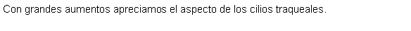 Cuadro de texto: Con grandes aumentos apreciamos el aspecto de los cilios traqueales.