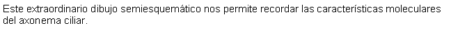 Cuadro de texto: Este extraordinario dibujo semiesquemtico nos permite recordar las caractersticas moleculares del axonema ciliar.