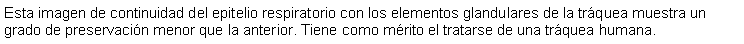 Cuadro de texto: Esta imagen de continuidad del epitelio respiratorio con los elementos glandulares de la trquea muestra un grado de preservacin menor que la anterior. Tiene como mrito el tratarse de una trquea humana.