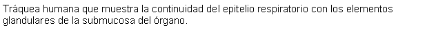 Cuadro de texto: Trquea humana que muestra la continuidad del epitelio respiratorio con los elementos glandulares de la submucosa del rgano.