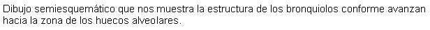 Cuadro de texto: Dibujo semiesquemtico que nos muestra la estructura de los bronquiolos conforme avanzan hacia la zona de los huecos alveolares.