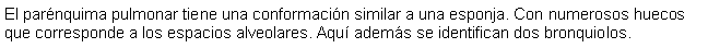 Cuadro de texto: El parnquima pulmonar tiene una conformacin similar a una esponja. Con numerosos huecos que corresponde a los espacios alveolares. Aqu adems se identifican dos bronquiolos.