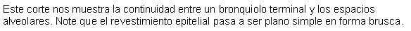 Cuadro de texto: Este corte nos muestra la continuidad entre un bronquiolo terminal y los espacios alveolares. Note que el revestimiento epitelial pasa a ser plano simple en forma brusca.