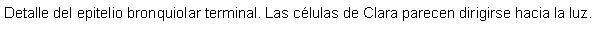 Cuadro de texto: Detalle del epitelio bronquiolar terminal. Las clulas de Clara parecen dirigirse hacia la luz.