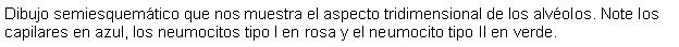 Cuadro de texto: Dibujo semiesquemtico que nos muestra el aspecto tridimensional de los alvolos. Note los capilares en azul, los neumocitos tipo I en rosa y el neumocito tipo II en verde.