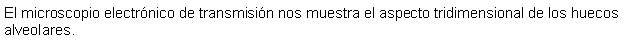 Cuadro de texto: El microscopio electrnico de transmisin nos muestra el aspecto tridimensional de los huecos alveolares.