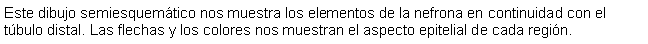 Cuadro de texto: Este dibujo semiesquemtico nos muestra los elementos de la nefrona en continuidad con el tbulo distal. Las flechas y los colores nos muestran el aspecto epitelial de cada regin.