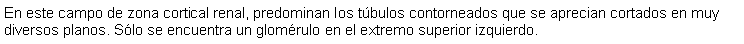 Cuadro de texto: En este campo de zona cortical renal, predominan los tbulos contorneados que se aprecian cortados en muy diversos planos. Slo se encuentra un glomrulo en el extremo superior izquierdo.