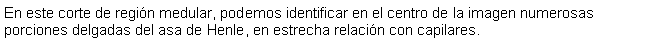 Cuadro de texto: En este corte de regin medular, podemos identificar en el centro de la imagen numerosas porciones delgadas del asa de Henle, en estrecha relacin con capilares.