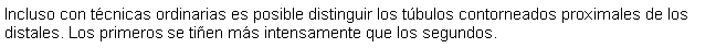 Cuadro de texto: Incluso con tcnicas ordinarias es posible distinguir los tbulos contorneados proximales de los distales. Los primeros se tien ms intensamente que los segundos.