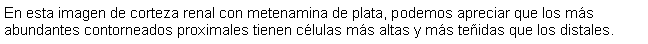 Cuadro de texto: En esta imagen de corteza renal con metenamina de plata, podemos apreciar que los ms abundantes contorneados proximales tienen clulas ms altas y ms teidas que los distales.