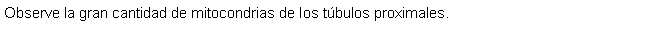 Cuadro de texto: Observe la gran cantidad de mitocondrias de los tbulos proximales.