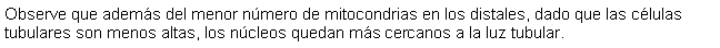 Cuadro de texto: Observe que adems del menor nmero de mitocondrias en los distales, dado que las clulas tubulares son menos altas, los ncleos quedan ms cercanos a la luz tubular.