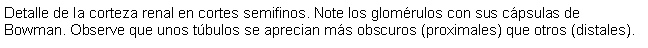 Cuadro de texto: Detalle de la corteza renal en cortes semifinos. Note los glomrulos con sus cpsulas de Bowman. Observe que unos tbulos se aprecian ms obscuros (proximales) que otros (distales).