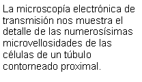 Cuadro de texto: La microscopa electrnica de transmisin nos muestra el detalle de las numerossimas microvellosidades de las clulas de un tbulo contorneado proximal.