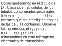 Cuadro de texto: Como apreciamos en el dibujo del Dr. Casanova, las clulas de los tbulos contorneados proximales tienen pliegues en sus paredes laterales que se interdigitan con los de las clulas contiguas. Observe los numerosos pliegues de membrana que contienen mitocondrias en esta micrografa electrnica de transmisin.