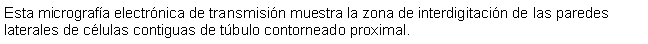 Cuadro de texto: Esta micrografa electrnica de transmisin muestra la zona de interdigitacin de las paredes laterales de clulas contiguas de tbulo contorneado proximal.