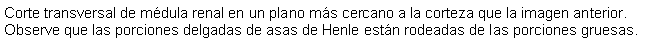 Cuadro de texto: Corte transversal de mdula renal en un plano ms cercano a la corteza que la imagen anterior. Observe que las porciones delgadas de asas de Henle estn rodeadas de las porciones gruesas.