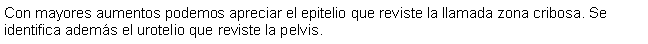 Cuadro de texto: Con mayores aumentos podemos apreciar el epitelio que reviste la llamada zona cribosa. Se identifica adems el urotelio que reviste la pelvis.