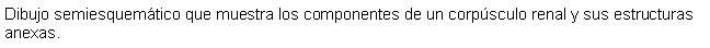 Cuadro de texto: Dibujo semiesquemtico que muestra los componentes de un corpsculo renal y sus estructuras anexas. 