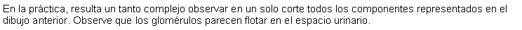 Cuadro de texto: En la prctica, resulta un tanto complejo observar en un solo corte todos los componentes representados en el dibujo anterior. Observe que los glomrulos parecen flotar en el espacio urinario.