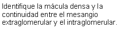 Cuadro de texto: Identifique la mcula densa y la continuidad entre el mesangio extraglomerular y el intraglomerular.