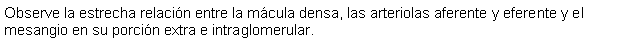 Cuadro de texto: Observe la estrecha relacin entre la mcula densa, las arteriolas aferente y eferente y el mesangio en su porcin extra e intraglomerular.