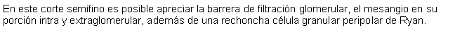 Cuadro de texto: En este corte semifino es posible apreciar la barrera de filtracin glomerular, el mesangio en su porcin intra y extraglomerular, adems de una rechoncha clula granular peripolar de Ryan.