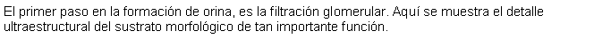 Cuadro de texto: El primer paso en la formacin de orina, es la filtracin glomerular. Aqu se muestra el detalle ultraestructural del sustrato morfolgico de tan importante funcin.